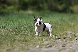 BOULEDOGUE FRANCAIS 398